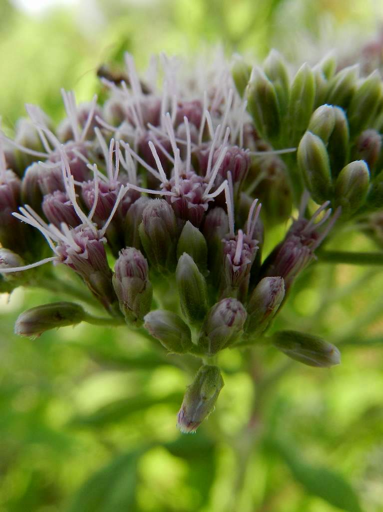 Eupatorium cannabinum